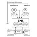 Det Autonome Nervesystem explained chart vector illustration Royalty Free Stock Photo