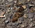 Cicada wing