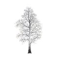 Detached tree birch without leaves, illustrations