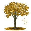 Detached tree sycamore with yellow leaves Royalty Free Stock Photo
