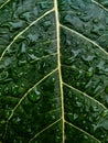 detai Green leaf with water on it Royalty Free Stock Photo