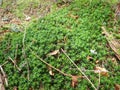 detai od a green moss in the wood Royalty Free Stock Photo