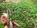 detai od a green moss in the wood Royalty Free Stock Photo