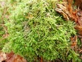 detai od a green moss in the wood Royalty Free Stock Photo