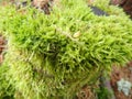 detai od a green moss in the wood Royalty Free Stock Photo