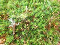 detai od a green moss in the wood Royalty Free Stock Photo