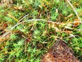 detai od a green moss in the wood Royalty Free Stock Photo