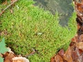 detai od a green moss in the wood Royalty Free Stock Photo
