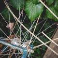 Detail of an abandoned old vintage rusty bicycle with ivy on the background. Royalty Free Stock Photo
