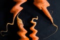 Detail and an abstraction of four carrots against a dark background