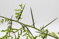 Detail of an acacia branch with thorns, Gleditsia triacanthos