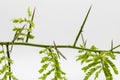 Detail of an acacia branch with thorns, Gleditsia triacanthos