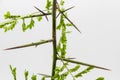 Detail of an acacia branch with thorns, Gleditsia triacanthos