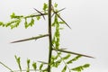 Detail of an acacia branch with thorns, Gleditsia triacanthos