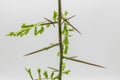 Detail of an acacia branch with thorns, Gleditsia triacanthos