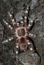 Detail of the Acanthoscurria Geniculata tarantula