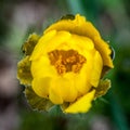 Detail of Adonis vernalis bud almost in bloom. Close-up blossom detail. Beautiful yellow blooming pheasants eye flower in spring. Royalty Free Stock Photo