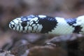 California kingsnake detail