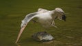 The detail of adult dalmatian pelican on Tierpark Bern Royalty Free Stock Photo