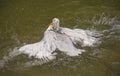 The detail of adult dalmatian pelican on Tierpark Bern Royalty Free Stock Photo