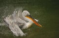 The detail of adult dalmatian pelican on Tierpark Bern