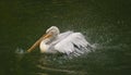 The detail of adult dalmatian pelican on Tierpark Bern Royalty Free Stock Photo