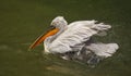 The detail of adult dalmatian pelican on Tierpark Bern Royalty Free Stock Photo