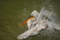 The detail of adult dalmatian pelican on Tierpark Bern Royalty Free Stock Photo