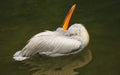 The detail of adult dalmatian pelican on Tierpark Bern Royalty Free Stock Photo