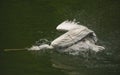 The detail of adult dalmatian pelican on Tierpark Bern Royalty Free Stock Photo