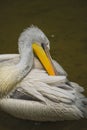 The detail of adult dalmatian pelican on Tierpark Bern Royalty Free Stock Photo