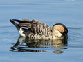 Adult goose is drinking water.