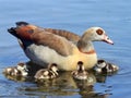 Adult goose is caring of her small goslings.