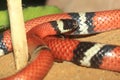 Sinaloan milksnake