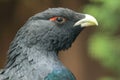 Detail of western capercaillie