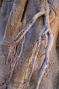 Detail of Aerial Roots Growing on Morton Bay Fig Tree, Australia Royalty Free Stock Photo