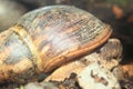 African giant snail Royalty Free Stock Photo