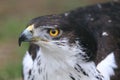 African hawk-eagle Royalty Free Stock Photo