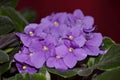 Detail of African violet flower Royalty Free Stock Photo