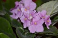 Detail of African violet flower Royalty Free Stock Photo