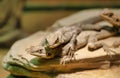 Detail of agama agama reptiles in a museum Royalty Free Stock Photo