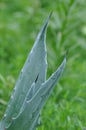 Agava leaf