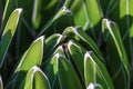 Detail of Agave victoriae-reginae Queen Victoria agave, royal agave, a small species of succulent plant noted for its streaks of Royalty Free Stock Photo