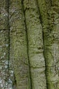 Detail of age-old beech tree trunk Royalty Free Stock Photo