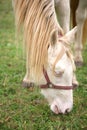 Detail of albino horse Royalty Free Stock Photo