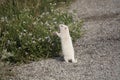 Albino Uintah Ground Squirrel Eating Aster Flowers