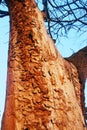 The detail from ÃÂ alinac lye near the town of Smederevo in Serbia with old trees of oak