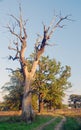 The detail from ÃÂ alinac lye near the town of Smederevo in Serbia with old trees of oak