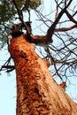 The detail from ÃÂ alinac lye with old trees of oak