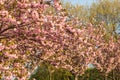 Detail alley cherry blossoms